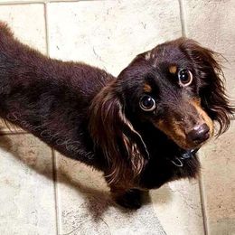 Wookie - Dachshund