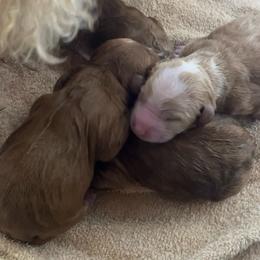 Red - Red  male Goldendoodle puppy in Richmond, Kentucky from The Doting Doodle