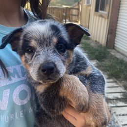 Valor - Blue male Australian Cattle Dog puppy in Devalls Bluff, Arkansas from Coolhand's Australian Cattle Dogs