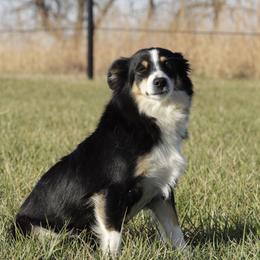 Della - Miniature American Shepherd