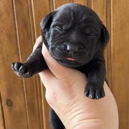 Liberty - Black female Labrador Retriever puppy in Tomahawk, Wisconsin from Mahner Labs