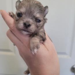 Girl 1 - Merle female Chihuahua puppy in Warsaw, Virginia from B&D Chihuahuas