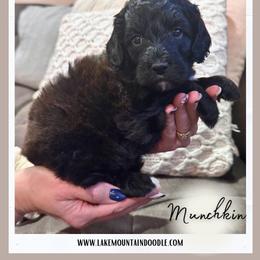 Munchkin - Black and chalk male Australian Labradoodle puppy in Eagle Mountain, Utah from Lake Mountain Doodle