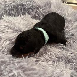 Angel Grace - Black and tan female Airedale Terrier puppy in Huntersville, North Carolina from Cool Hand Luke Kennels