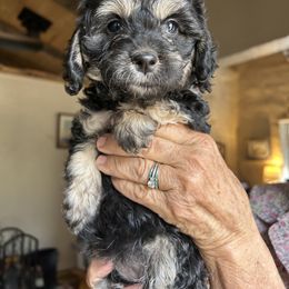 Cockapoo puppies from Saddle Mountain Doodles