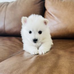 Gunner - White American Eskimo Dog puppy in Utah from Brookside Eskies
