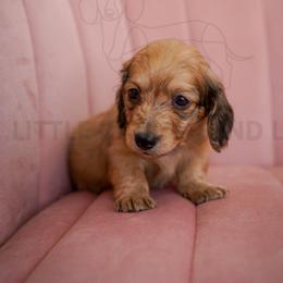 Armani - Black and cream male Dachshund puppy in Temecula, California from Naomi Magee's Dachshund Kennel