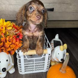 Max - Chocolate and tan male Dachshund puppy in Los Angeles, California from Mini Doxies R Us