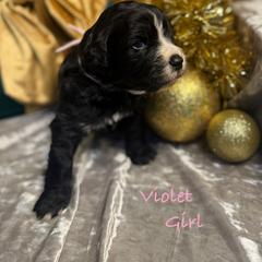 Violet - female Golden Mountain Doodle puppy in Rockville, Minnesota from Bracha Poodles & Doodles