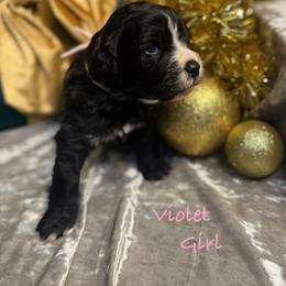Violet - female Golden Mountain Doodle puppy in Rockville, Minnesota from Bracha Poodles & Doodles