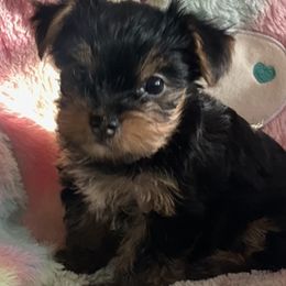 Yorkshire Terriers from Cristian's Yorkshire Terriers