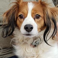 Roo - Nederlandse Kooikerhondje