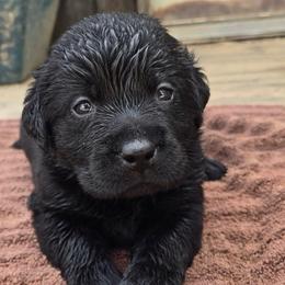 Girl 3 - Black female Labrador Retriever puppy in Napavine, Washington from StormyDaze Labradors & Beagles