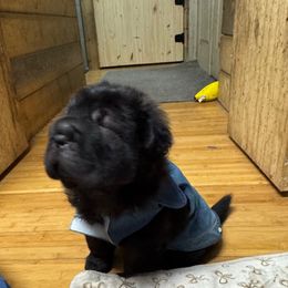 Eclipse (Bear Coat) - Black female Chinese Shar-Pei puppy in Libertyville, Iowa from LLSHARPEI