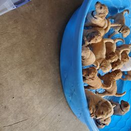 Goldendoodle Puppies from Soule Buddies