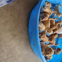 Goldendoodle Puppies from Soule Buddies