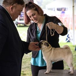 Pug All Grown Up from Siena Rose Pugs