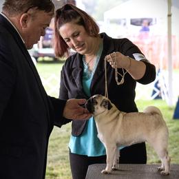 Pug All Grown Up from Siena Rose Pugs