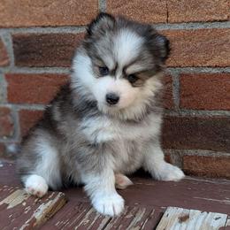 Stassi -Toy Female Blue Eyes - Black and white female Pomsky puppy in Hurleyville, New York from My Crazy Pomskys