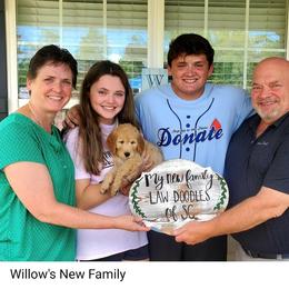 Aussiedoodle and Goldendoodle Puppies from Law Doodles of SC