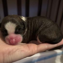 Slate Hairless Boy - Slate male Chinese Crested puppy in Tomball, Texas from Gracieux Chinese Cresteds