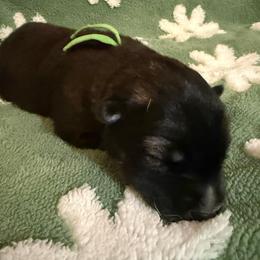 Comet - Black and white male Siberian Husky puppy in Upton, Massachusetts from Toe Bean Huskies