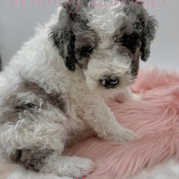 Bernedoodle Puppies from Whimsy Doodles