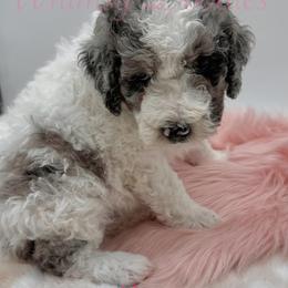 Bernedoodle Puppies from Whimsy Doodles