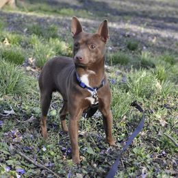 Scout - Rat Terrier