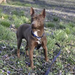 Scout - Rat Terrier