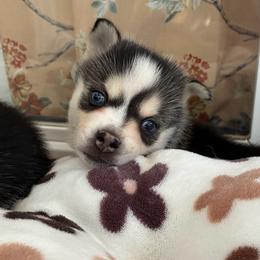 Bruno - Black and white male Pomsky puppy in Mannington Township, New Jersey from Little Husky Hutt