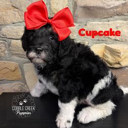 Cupcake - Black and white female Bernedoodle puppy in Heyworth, Illinois from Cobble Creek Puppies