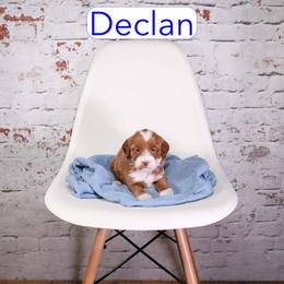 Declan - Red  male Goldendoodle puppy in Calhoun, Georgia from Happy Top Doodles