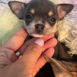 Zara Blue Tri - Blue and tan female Chihuahua puppy in Huntington Beach, California from Amore Chihuahuas