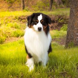 Arrow - Australian Shepherd
