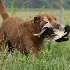 "Freighter" Chesapeake Bay Retriever All Grown Up from Shiloh Ridge Retrievers