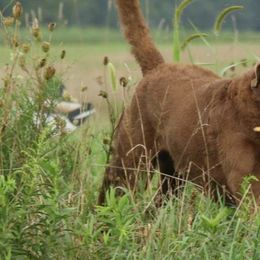 "Freighter" Chesapeake Bay Retriever All Grown Up from Shiloh Ridge Retrievers