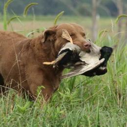 "Freighter" Chesapeake Bay Retriever All Grown Up from Shiloh Ridge Retrievers
