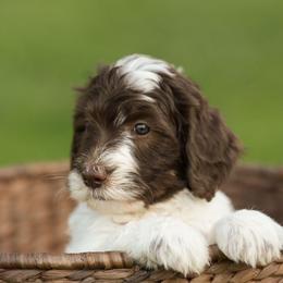 Lily - Brown and white female Bernedoodle puppy in Delta, Pennsylvania from KEE Bernedoodles