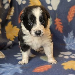 Fighter - Black and white male Border Collie puppy in East Brady, Pennsylvania from Riverwood
