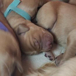Ms. Light Blue - Golden female Golden Retriever puppy in Edgewood, New Mexico from Sunny Desert Goldens