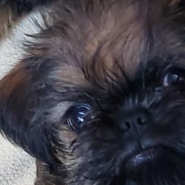 Brussels Griffons from Jeanette Williams