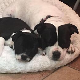 Staffordshire Bull Terriers from Bullwark Staffordshire Bull Terriers