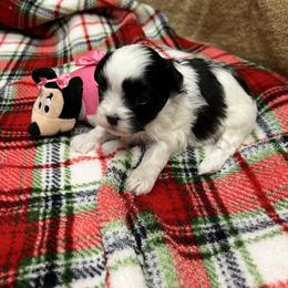 Parfait - Parti female Maltipoo puppy in Lawrenceburg, Tennessee from LUV Poodles and Maltipoos