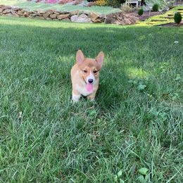 Pembroke Welsh Corgi and Poodle Puppies from Corgi Companions (license number 18998)