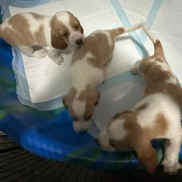 Basset Hound puppies from Heyliger Hounds