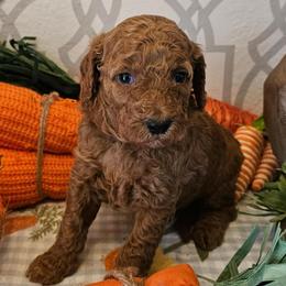Pink - Red  female Goldendoodle puppy in Haughton, Louisiana from Bailey’s Cajun Canines