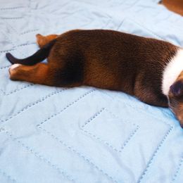 American Staffordshire Terrier Puppies from MDYC Amstaffs