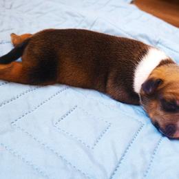 American Staffordshire Terrier Puppies from MDYC Amstaffs