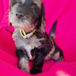 Goldendoodle Puppies from Goodyear golden doodles